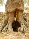 Olivenbaum