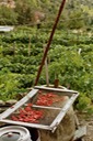 Tomate