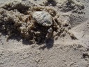 Krabbe auf Sylt